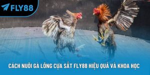 cách nuôi gà đá lông cựa sắt