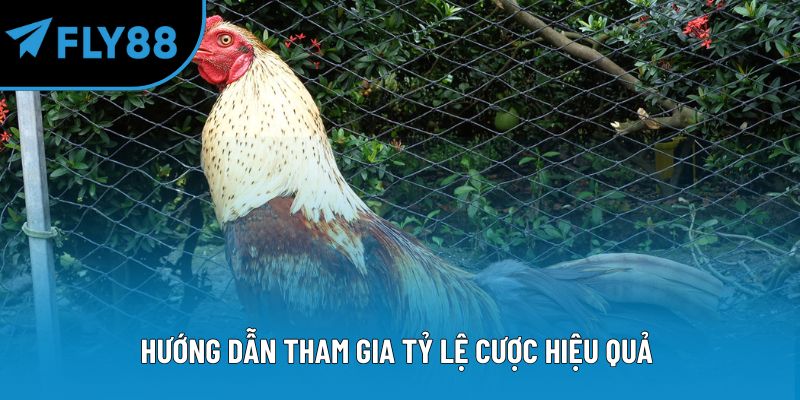 Hướng dẫn tham gia tỷ lệ cược hiệu quả 